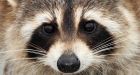 NJ man accused of eating raccoons