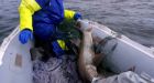 Halifax scientist hopes 1.2-m trout bodes well for Arctic conservation