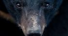 Bear bites off boy's arm after he tries to feed him at China zoo