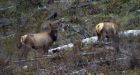 Alberta dismisses proposal for mass cull of 8,000 elk