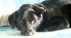 Black lab, McLovin, recovering after jumping in front of owner�s attacker