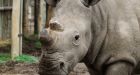 Only Six Northern White Rhinos Left In The World After Death At Wildlife Sanctuary
