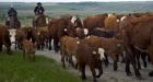 Canada wins round in meat-labelling battle with U.S.  | Toronto Star