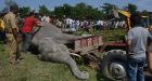 Heartbreaking photos of two elephants electrocuted in Bengal