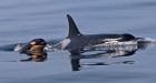 Orca calf born in Salish Sea has died, researchers believe