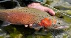 Proposed coal mine site declared endangered fish habitat