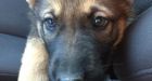 Dumped puppy found inside tied-up garbage bag in Winnipeg
