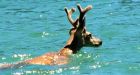 Fishing guide Andreas Handl fined $8K after deer gaff-hooked