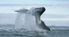 Toxic splash' Russian rocket stage to come down in Canada's Arctic waters
