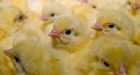 Egg Farmers Say They'll Stop Grinding Up Millions Of Chicks Alive