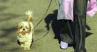 Iran cracks down on 'vulgar Western' dog owners by seizing pets for vaccination